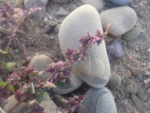 Frankton's Saltbush