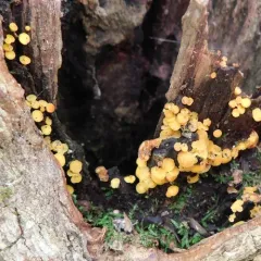 Yellow Fairy Cups thumbnail 4