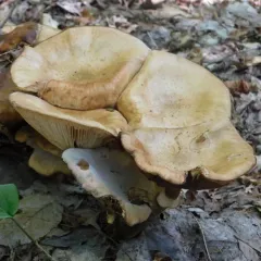 Honey Mushroom thumbnail 4