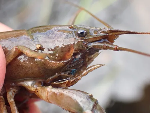 Quinebaug River Crayfish