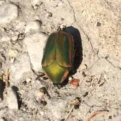 Common Green June Beetle thumbnail 2
