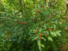 Smooth Winterberry thumbnail 2