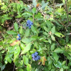 velvetleaf blueberry thumbnail 2