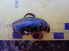 Dytiscus dauricus thumbnail 3