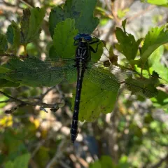 Elusive Clubtail thumbnail 3