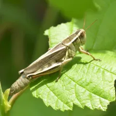 Two-striped Grasshopper thumbnail 1