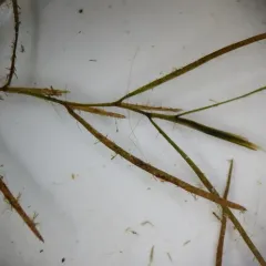 Berchtold's pondweed thumbnail 3