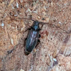 Opsimus quadrilineatus thumbnail 1