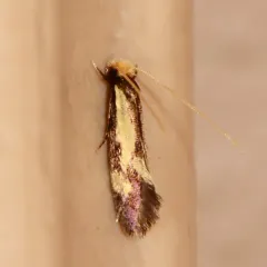 Old Gold Isocorypha Moth thumbnail 3