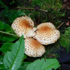 Sharp-scaly Pholiota thumbnail 3