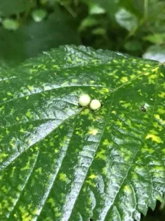 Dasineura pilosa thumbnail 2