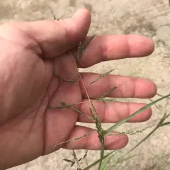 Sand Dropseed thumbnail 3