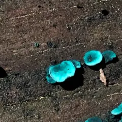 Green Wood Cup thumbnail 2