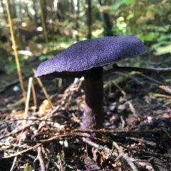 violet webcap thumbnail 4