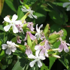 common soapwort thumbnail 4