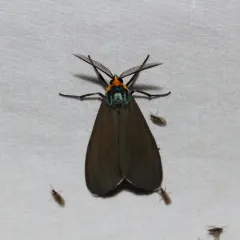 Virginia Ctenucha Moth thumbnail 4