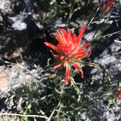 wavyleaf paintbrush thumbnail 2