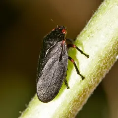 Red-legged Spittlebug thumbnail 1