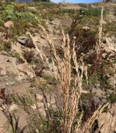 Rainier Reedgrass thumbnail 2