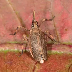 Partridge Planthopper thumbnail 2