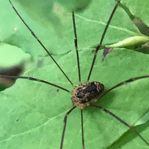 Aggregating Harvestman