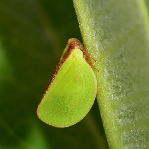 Two-striped Planthopper
