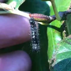 Rusty Tussock Moth thumbnail 3