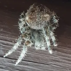 Cat-faced Orbweaver thumbnail 4