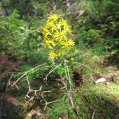 Downy Goldenrod thumbnail 3
