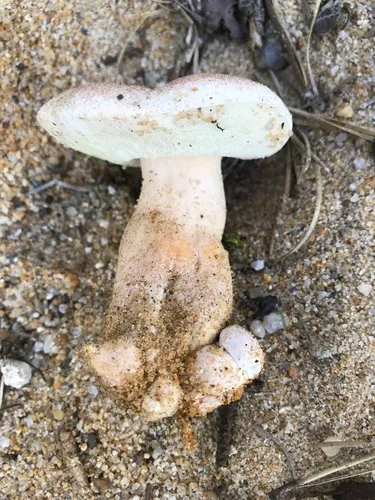 Gyroporus subalbellus