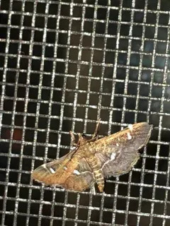 Recondite Webworm Moth thumbnail 2