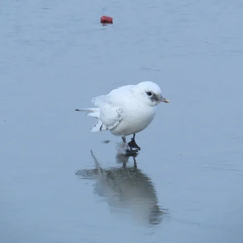 Ivory Gull