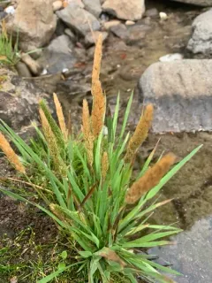 California Bentgrass thumbnail 1
