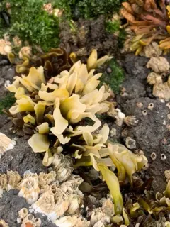 Mazzaella parksii thumbnail 3