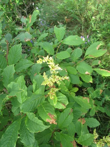 Hungarian Lilac