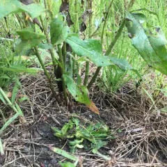 New England Hawkweed thumbnail 4