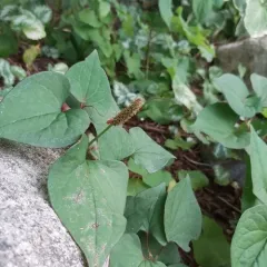 Chameleon Plant thumbnail 2