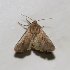 Dock Rustic Moth thumbnail 2