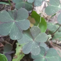 Creeping Woodsorrel thumbnail 3