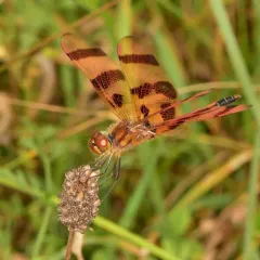 Halloween Pennant thumbnail 3