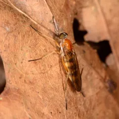 Dialysis elongata thumbnail 3