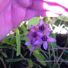 felwort thumbnail 3