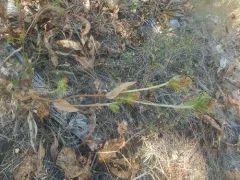 Pyrrocoma scaberula thumbnail 2