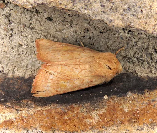 Northwestern Iris Borer Moth