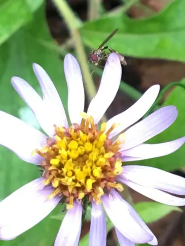 Common Dainty