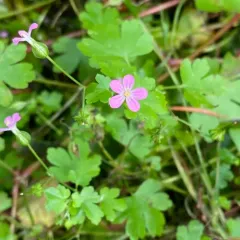 Shining Crane's-bill thumbnail 4