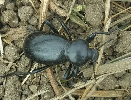 Eleodes grandicollis