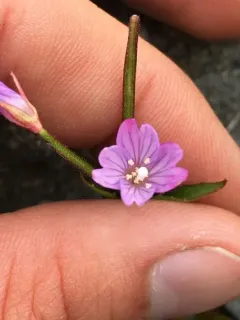 Hornemann's Willowherb thumbnail 3