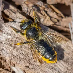 Golden-tailed Leafcutter Bee thumbnail 2