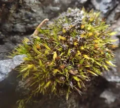 Seaside Grimmia thumbnail 3